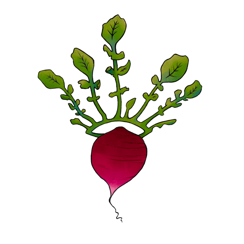 illustration of a radish with a leaf crown