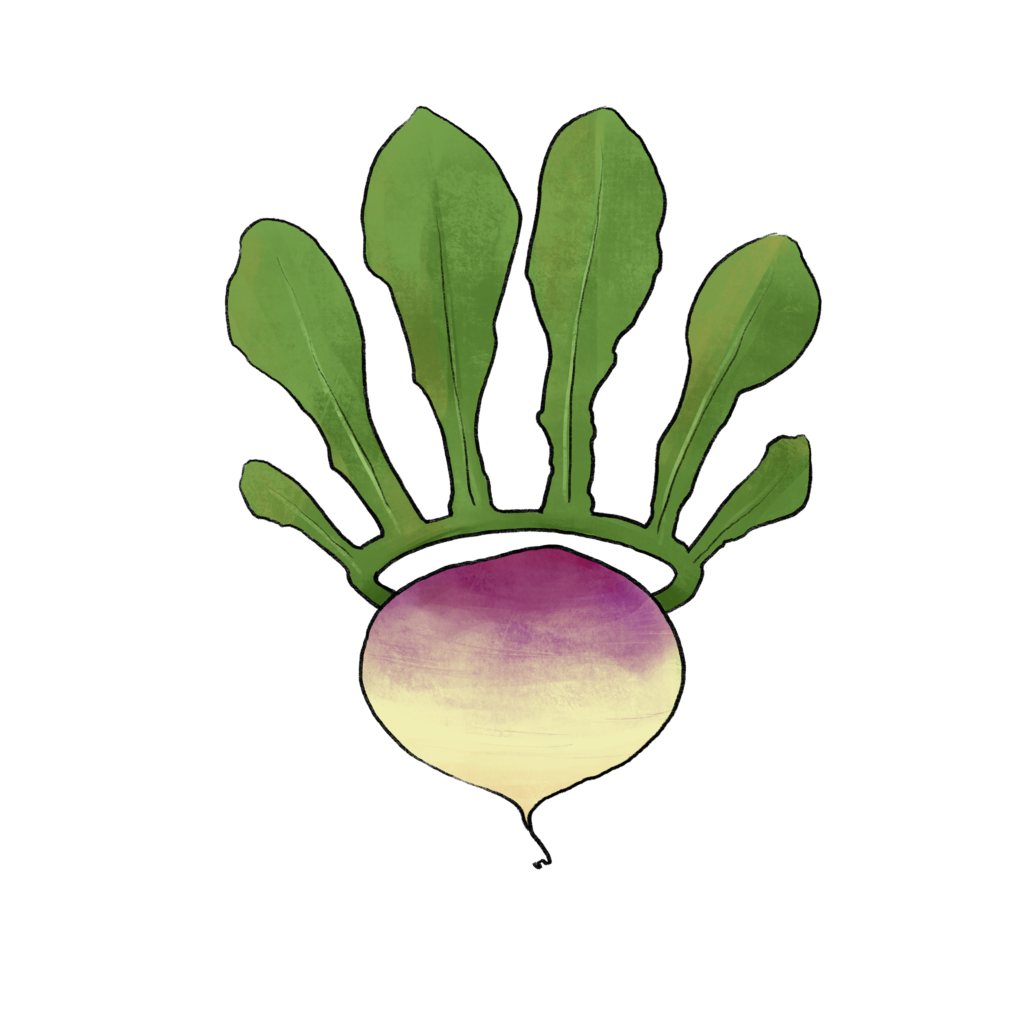 illustration of a turnip with a leaf crown