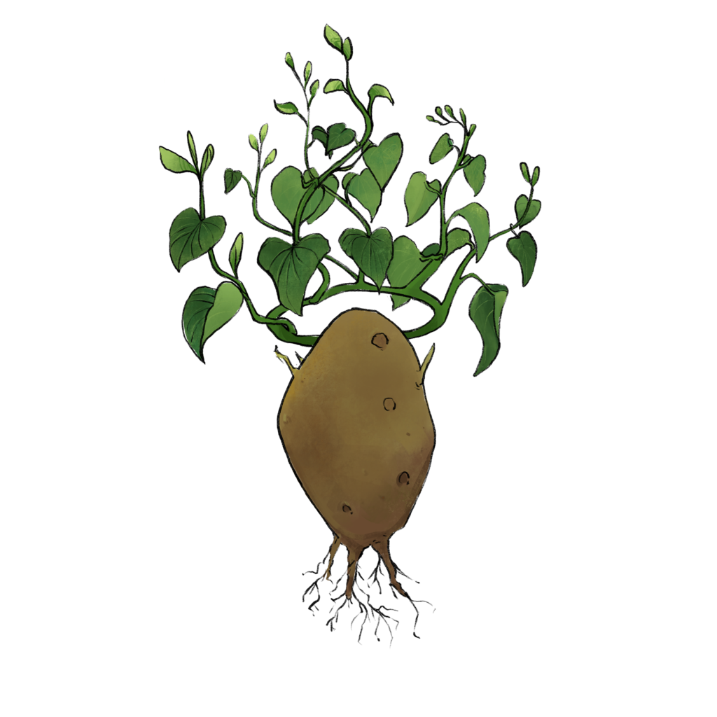 illustration of a potato with a leaf crown