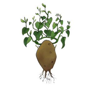 illustration of a potato with a leaf crown